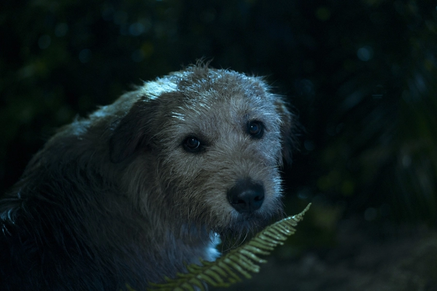 Arthur: Chú chó kiên cường