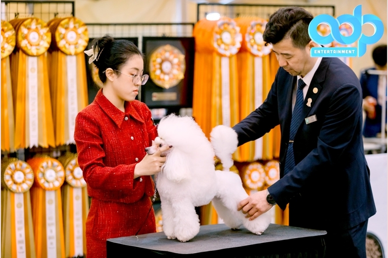 VKA Firework International Dog Show - Đà Nẵng 2025: Kết nối đam mê, bùng nổ cảm xúc cùng pháo hoa quốc tế