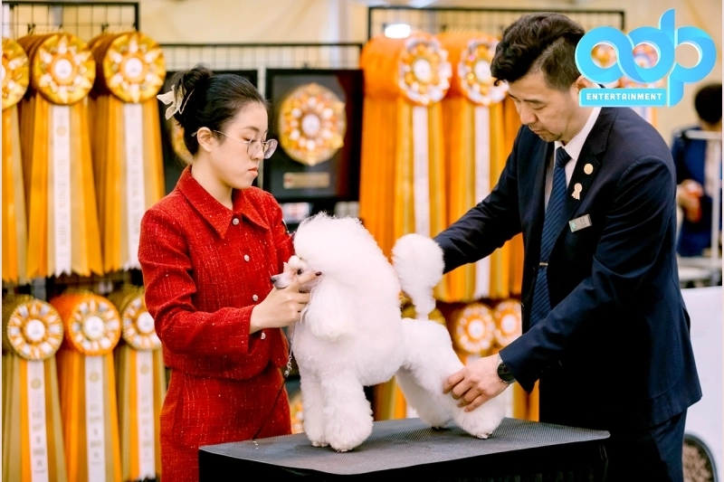 VKA Firework International Dog Show - Đà Nẵng 2025: Kết nối đam mê, bùng nổ cảm xúc cùng pháo hoa quốc tế